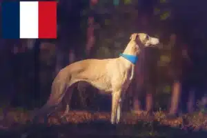 Scopri di più sull'articolo Allevatori e cuccioli di Whippet in Francia