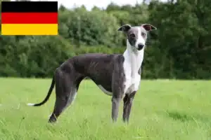 Scopri di più sull'articolo Allevatori di Whippet e cuccioli in Germania