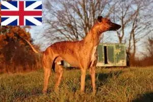 Scopri di più sull'articolo Allevatori di Whippet e cuccioli in Gran Bretagna