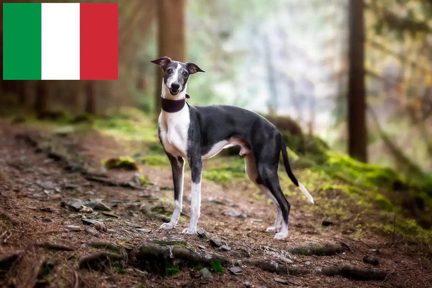 Scopri di più sull'articolo Allevatori di Whippet e cuccioli in Italia