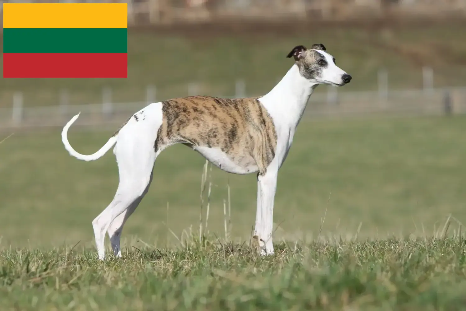 Scopri di più sull'articolo Allevatori di Whippet e cuccioli in Lituania