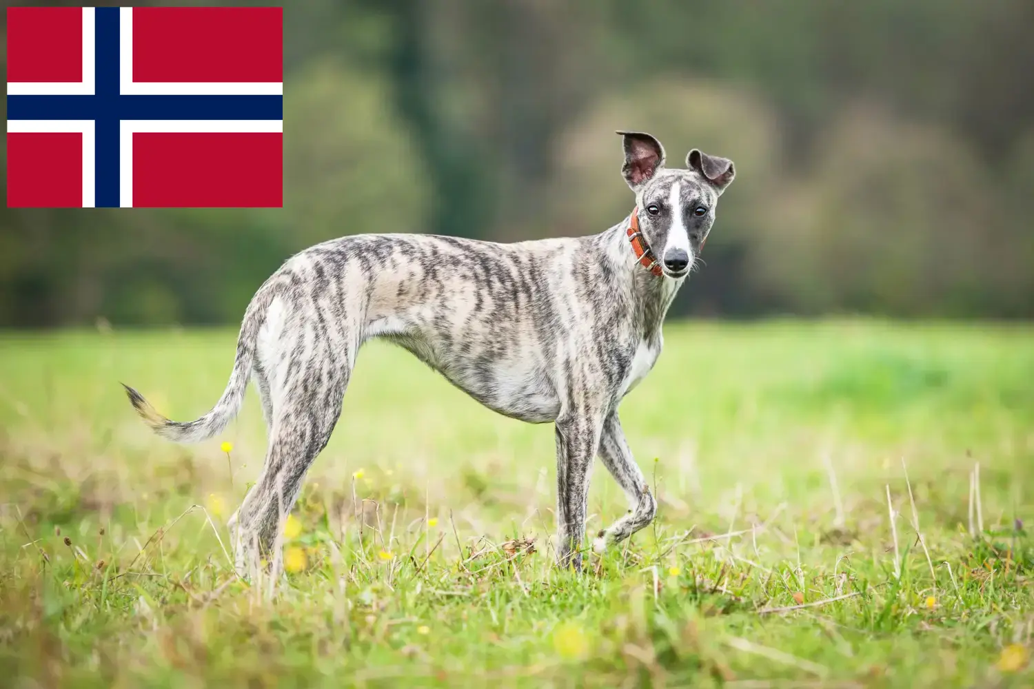 Scopri di più sull'articolo Allevatori di Whippet e cuccioli in Norvegia