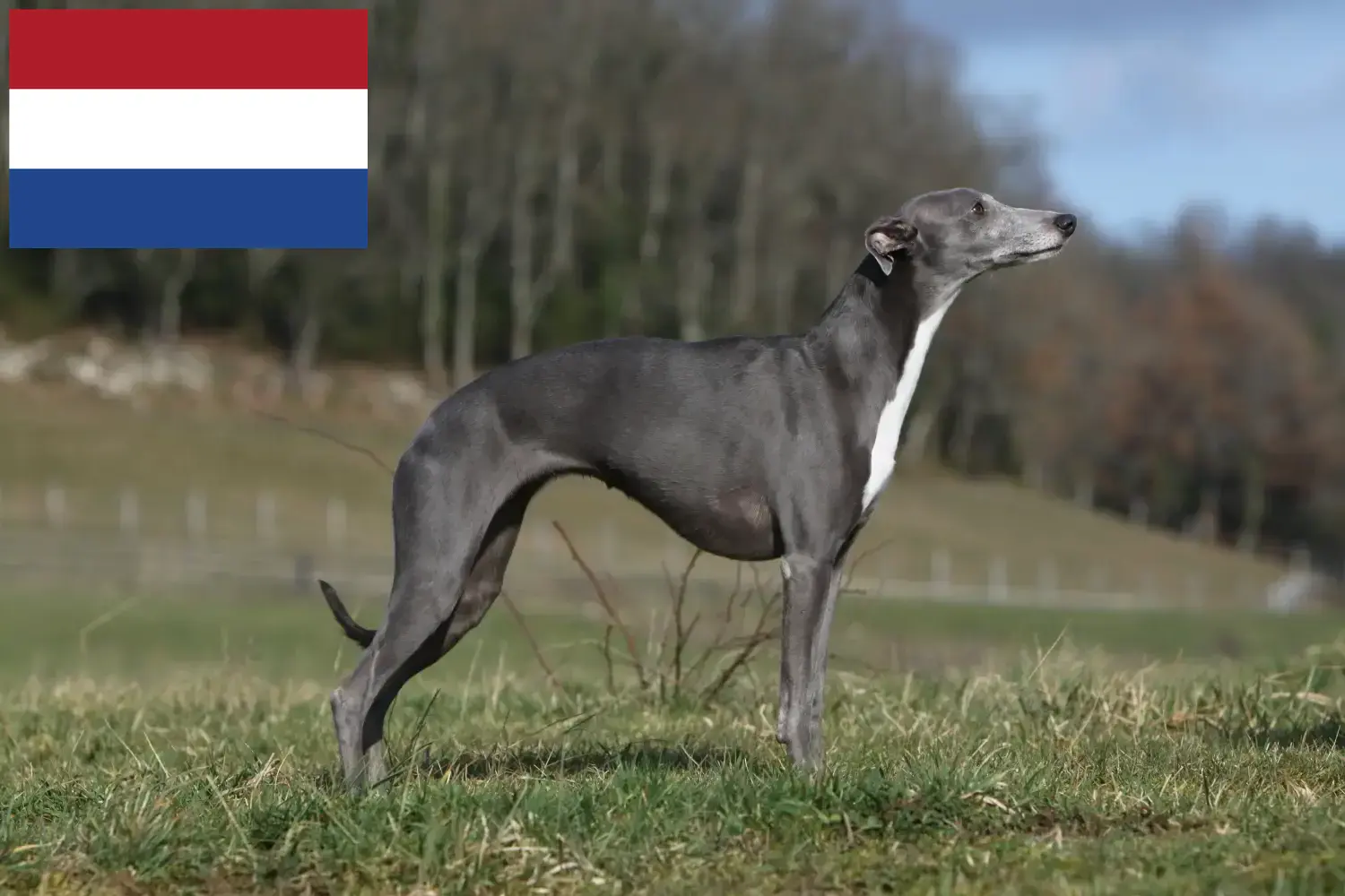 Scopri di più sull'articolo Allevatori di Whippet e cuccioli nei Paesi Bassi