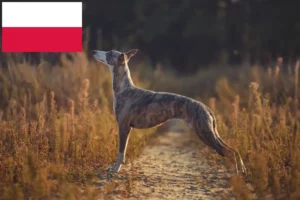 Scopri di più sull'articolo Allevatori di Whippet e cuccioli in Polonia