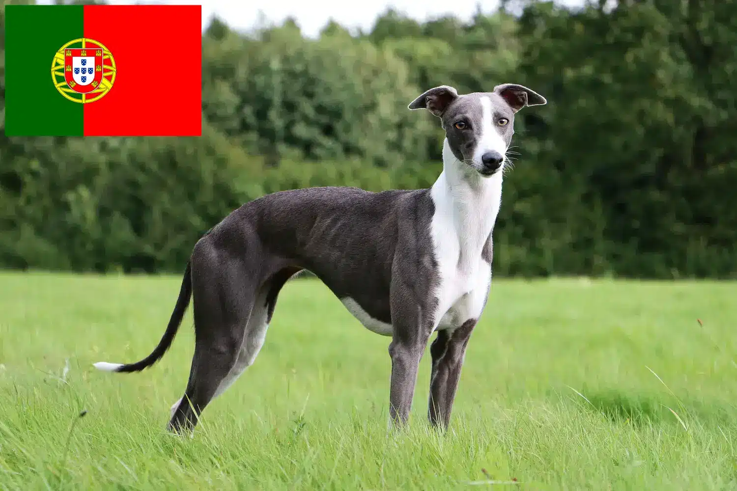 Scopri di più sull'articolo Allevatori di Whippet e cuccioli in Portogallo