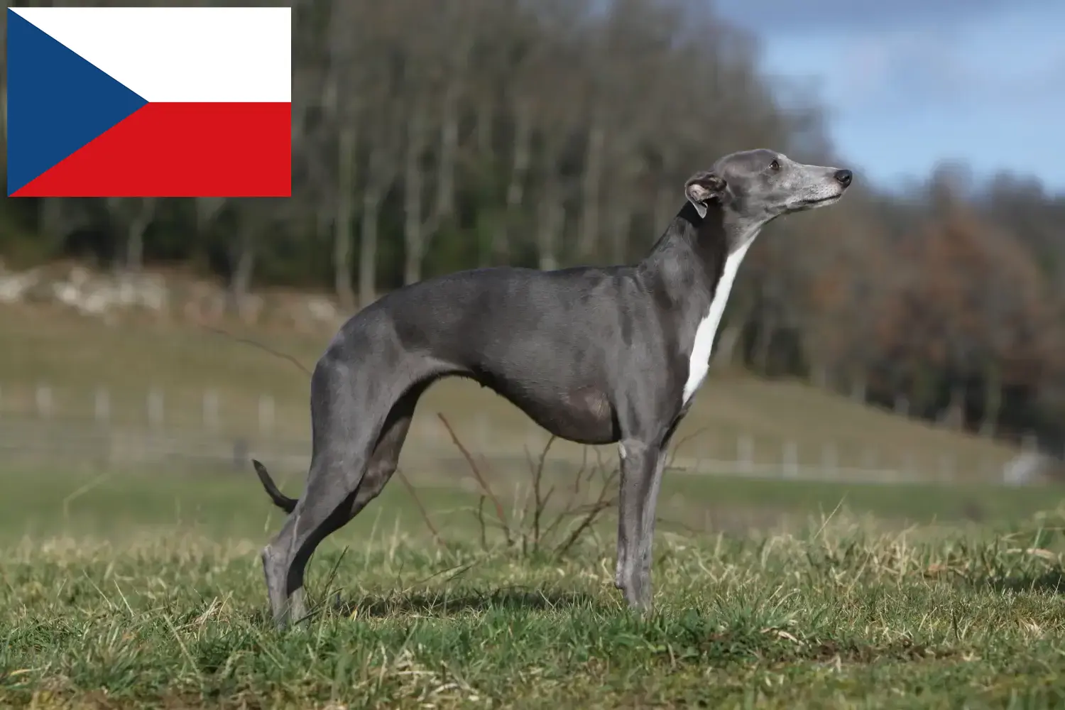 Scopri di più sull'articolo Allevatori di Whippet e cuccioli in Repubblica Ceca