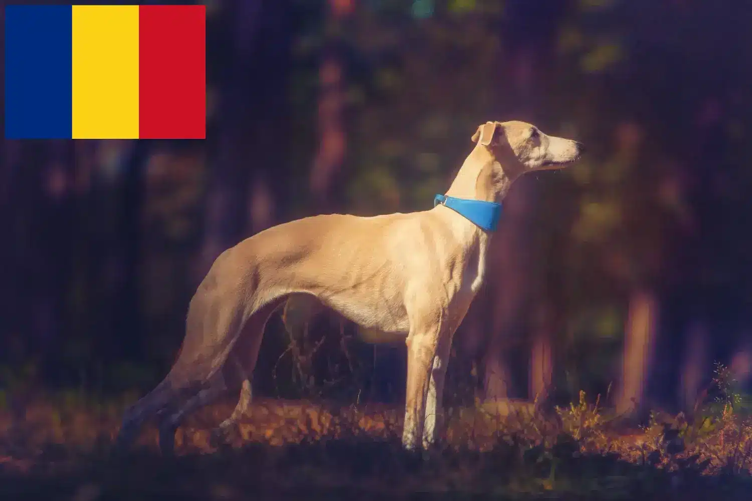 Scopri di più sull'articolo Allevatori di Whippet e cuccioli in Romania