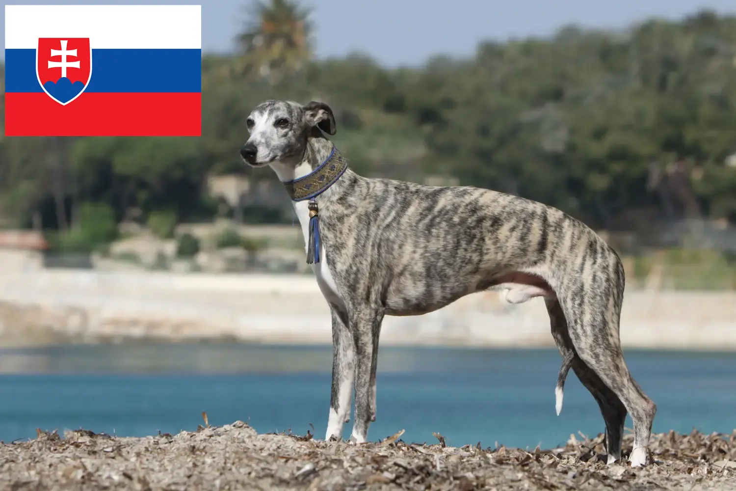 Scopri di più sull'articolo Allevatori di Whippet e cuccioli in Slovacchia