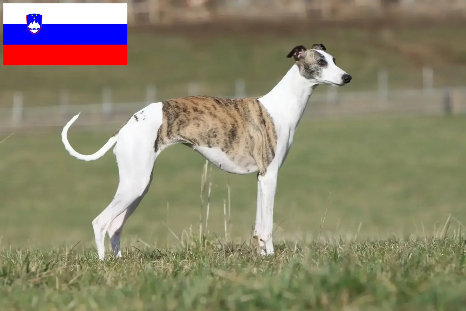 Scopri di più sull'articolo Allevatori di Whippet e cuccioli in Slovenia