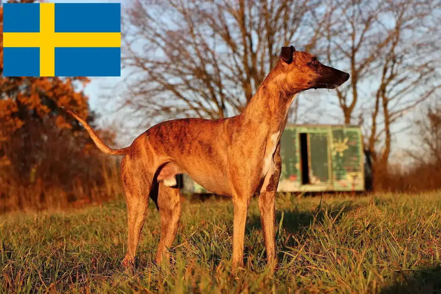 Scopri di più sull'articolo Allevatori di Whippet e cuccioli in Svezia