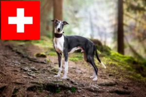 Scopri di più sull'articolo Allevatori e cuccioli di Whippet in Svizzera