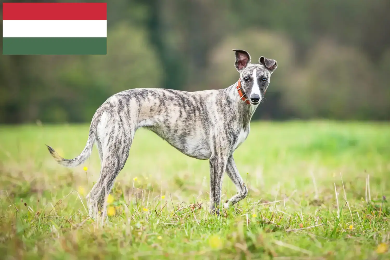 Scopri di più sull'articolo Allevatori di Whippet e cuccioli in Ungheria