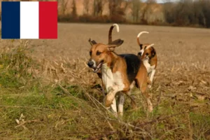 Scopri di più sull'articolo Allevatori e cuccioli di Poitevin in Francia