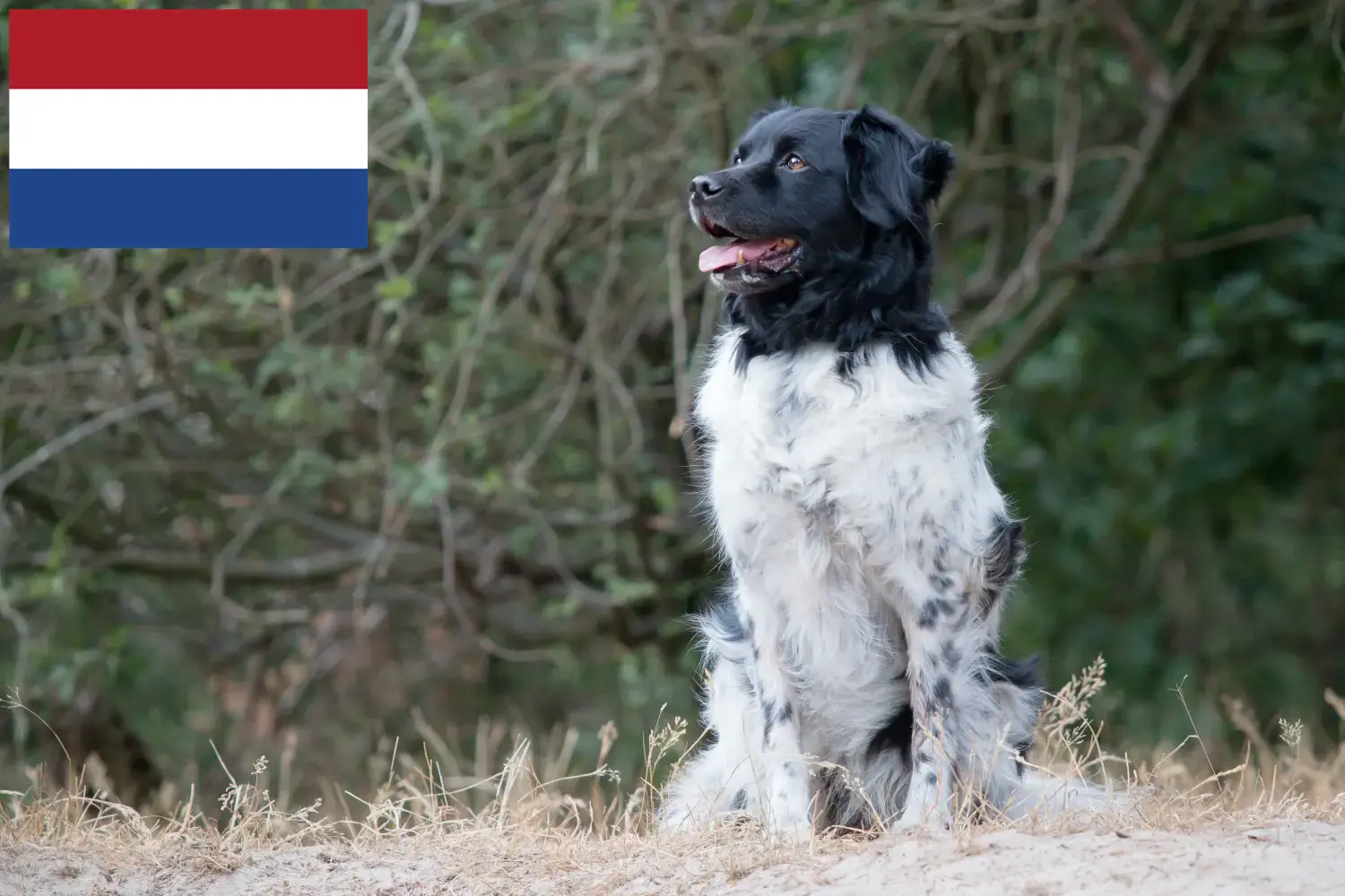 Scopri di più sull'articolo Allevatori di Stabij e cuccioli in Olanda