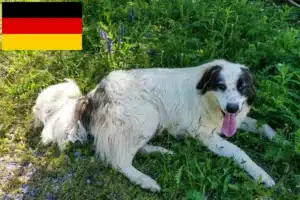 Scopri di più sull'articolo Allevatori di Tornjak e cuccioli in Germania