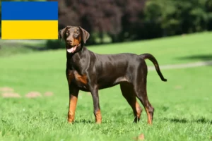 Scopri di più sull'articolo Allevatori di dobermann e cuccioli in Ucraina