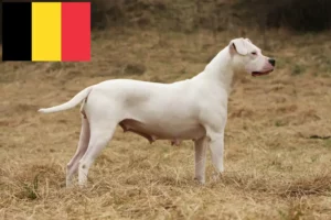 Scopri di più sull'articolo Allevatori di Dogo Argentino e cuccioli in Belgio