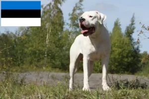 Scopri di più sull'articolo Allevatori di Dogo Argentino e cuccioli in Estonia