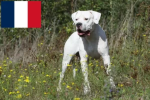 Scopri di più sull'articolo Allevatori di Dogo Argentino e cuccioli in Francia