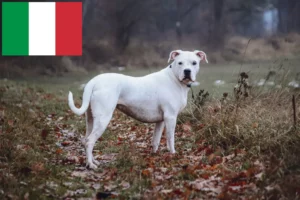 Scopri di più sull'articolo Allevatori di Dogo Argentino e cuccioli in Italia