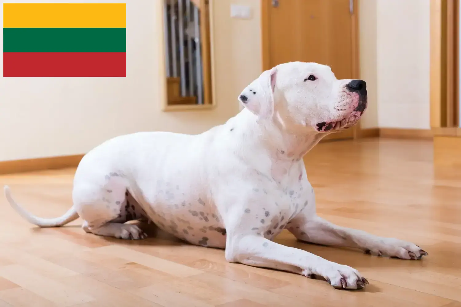 Scopri di più sull'articolo Allevatori di Dogo Argentino e cuccioli in Lituania