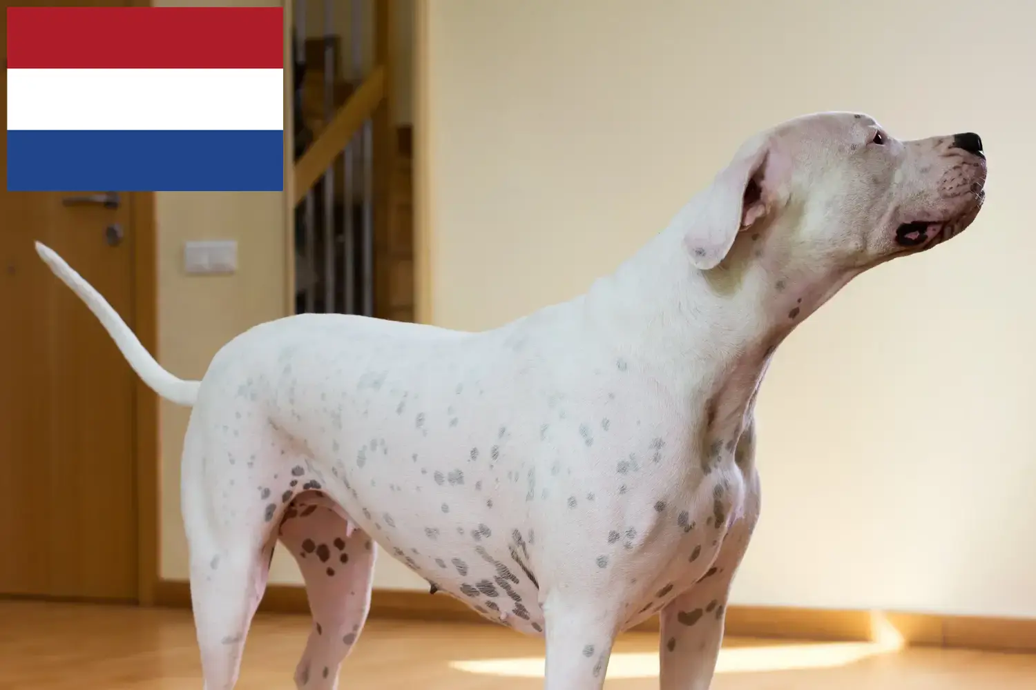 Scopri di più sull'articolo Allevatori di Dogo Argentino e cuccioli in Olanda