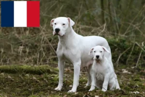 Scopri di più sull'articolo Allevatori di Dogo Argentino e cuccioli in Réunion