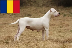 Scopri di più sull'articolo Allevatori di Dogo Argentino e cuccioli in Romania