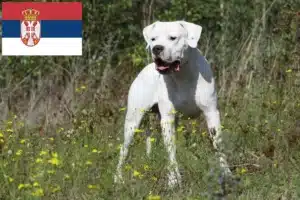 Scopri di più sull'articolo Allevatori di Dogo Argentino e cuccioli in Serbia