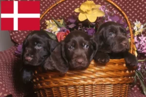 Scopri di più sull'articolo Allevatori di Field Spaniel e cuccioli in Danimarca