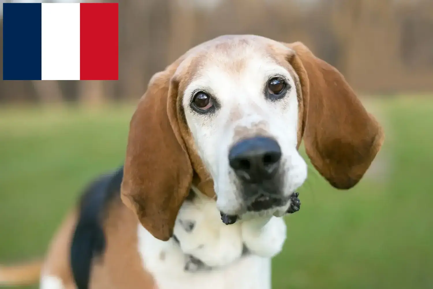 Scopri di più sull'articolo Allevatori di Foxhound Inglese e cuccioli in Francia