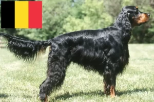 Scopri di più sull'articolo Allevatori di Gordon Setter e cuccioli in Belgio