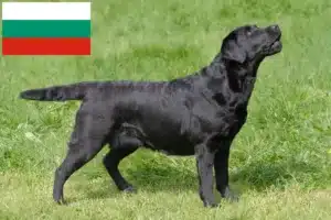 Scopri di più sull'articolo Allevatori di Labrador e cuccioli in Bulgaria