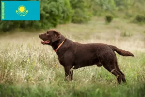 Scopri di più sull'articolo Allevatori di Labrador e cuccioli in Kazakistan