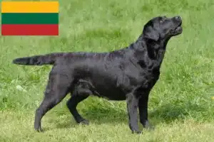 Scopri di più sull'articolo Allevatori di Labrador e cuccioli in Lituania