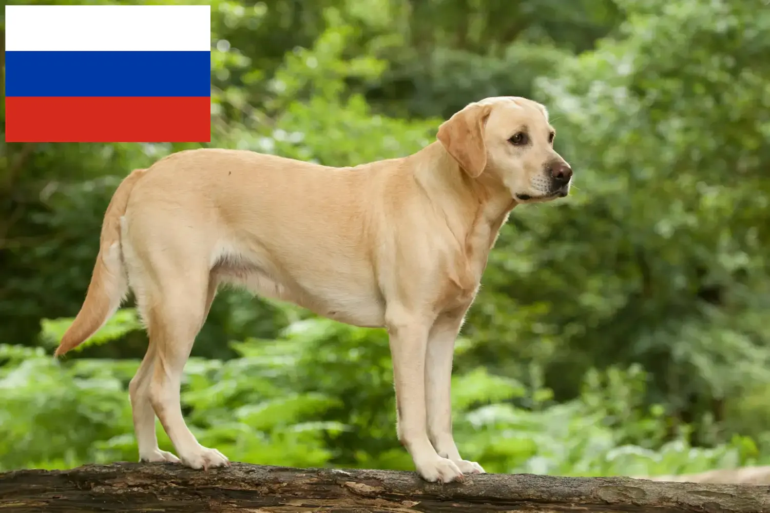 Scopri di più sull'articolo Allevatori di Labrador e cuccioli in Russia