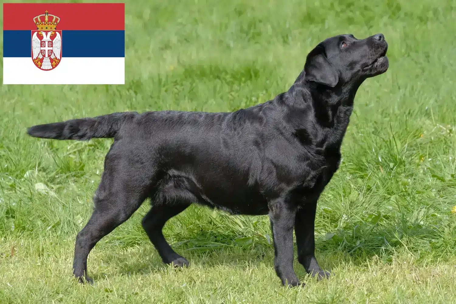 Scopri di più sull'articolo Allevatori di Labrador e cuccioli in Serbia