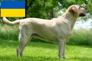 Scopri di più sull'articolo Allevatori di Labrador e cuccioli in Ucraina