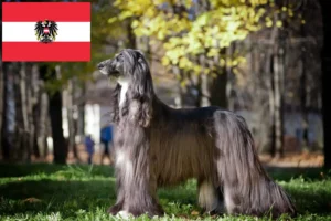 Scopri di più sull'articolo Allevatori e cuccioli di Afghan Hound in Austria