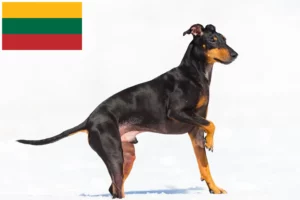 Scopri di più sull'articolo Allevatori di Manchester Terrier e cuccioli in Lituania