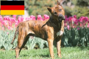 Scopri di più sull'articolo Allevatori di Presa Canario e cuccioli in Germania