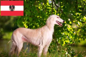 Scopri di più sull'articolo Allevatori di Saluki e cuccioli in Austria