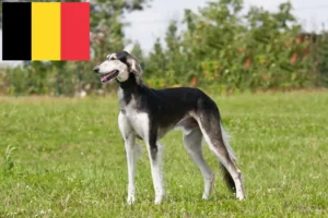 Scopri di più sull'articolo Allevatori di Saluki e cuccioli in Belgio