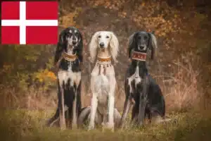 Scopri di più sull'articolo Allevatori di Saluki e cuccioli in Danimarca