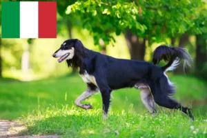 Scopri di più sull'articolo Allevatori di Saluki e cuccioli in Italia