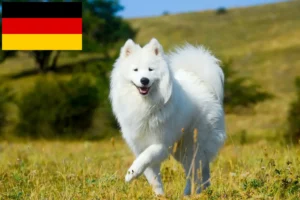 Scopri di più sull'articolo Allevatori di samoiedo e cuccioli in Germania