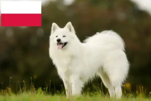 Scopri di più sull'articolo Allevatori di Samoiedo e cuccioli in Polonia