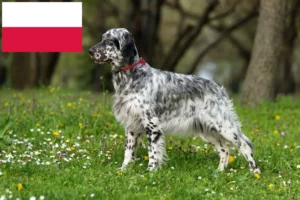 Scopri di più sull'articolo Allevatori di Setter Inglesi e cuccioli in Polonia