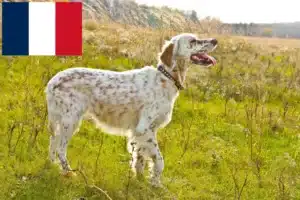 Scopri di più sull'articolo Allevatori di Setter Inglese e cuccioli a Réunion