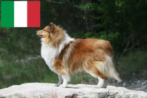 Scopri di più sull'articolo Allevatori e cuccioli di Sheltie in Italia